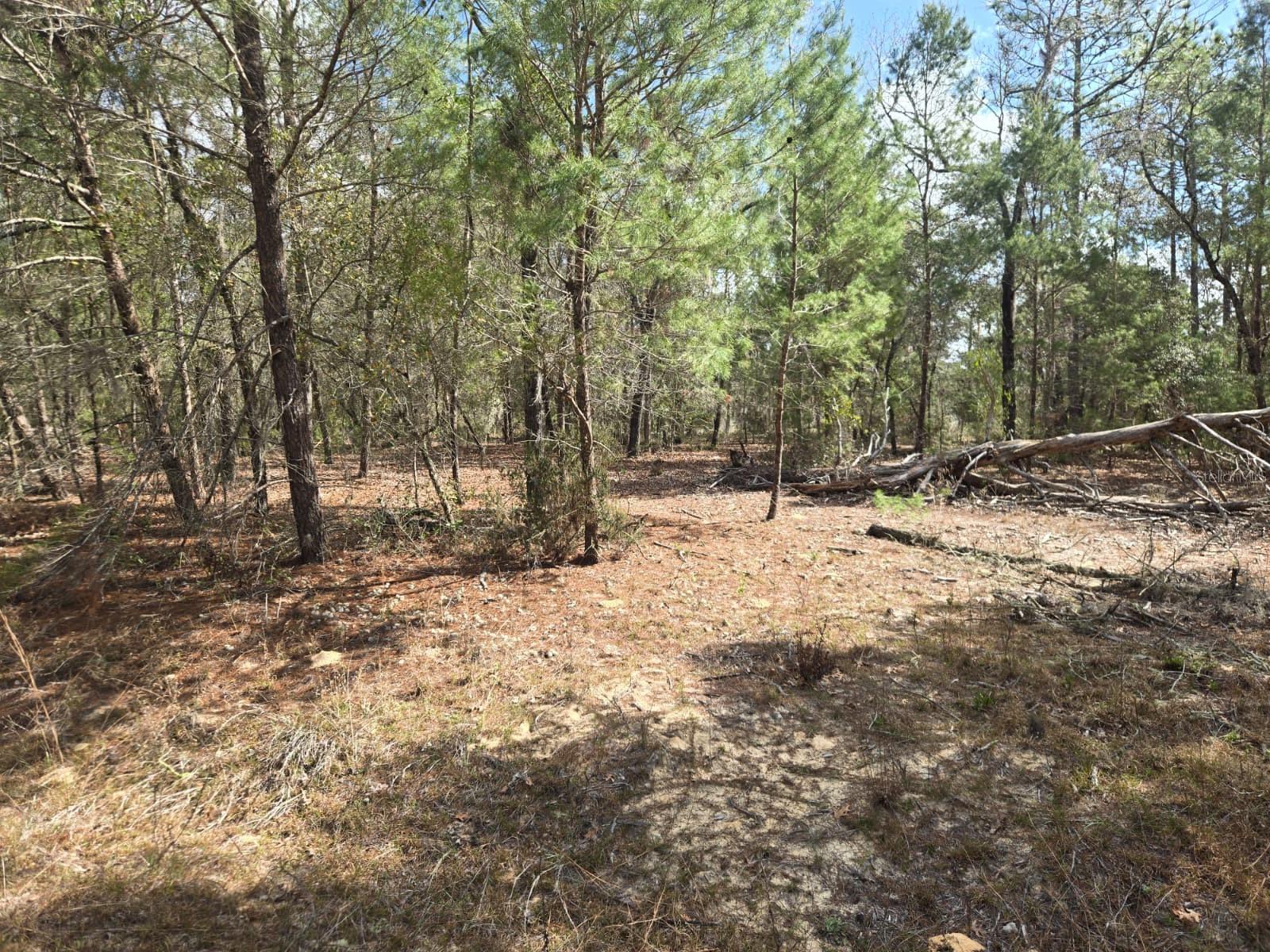 Image 9 of 12 For 206 Wales Street