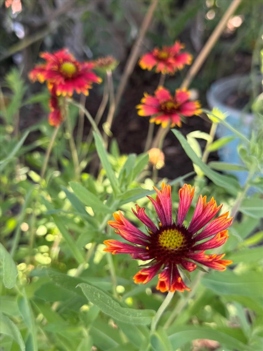 Image 34 of 45 For 8403 Gulf Boulevard