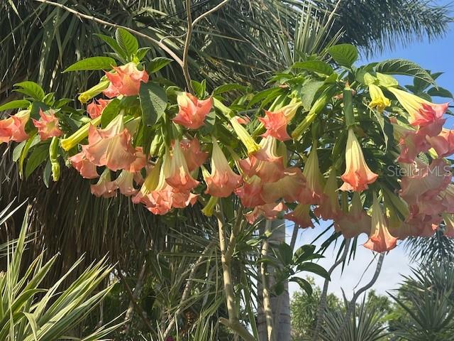 Image 29 of 57 For 243 Snell Isle Boulevard Ne