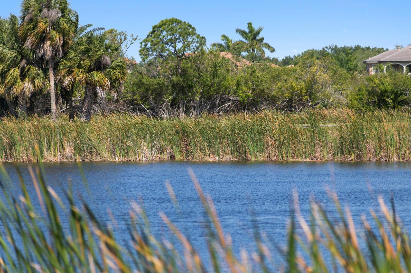 Image 50 of 69 For 7361 Watersilk Drive