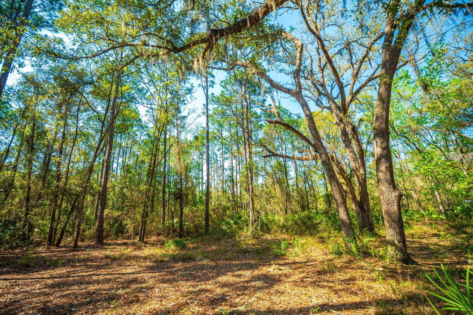 Image 8 of 11 For 109 Mourning Dove Way
