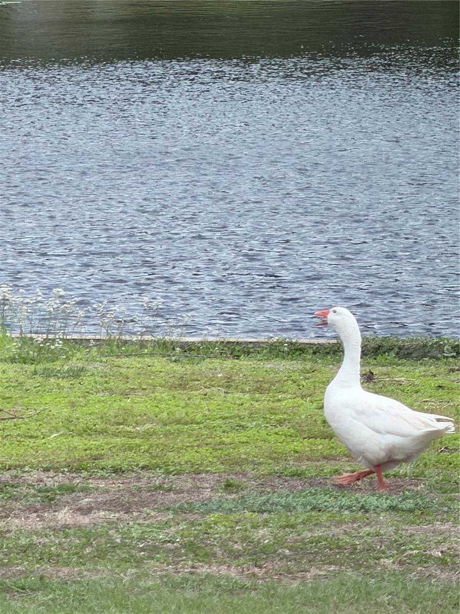 Listing photo id 21 for 11505 Rome Avenue