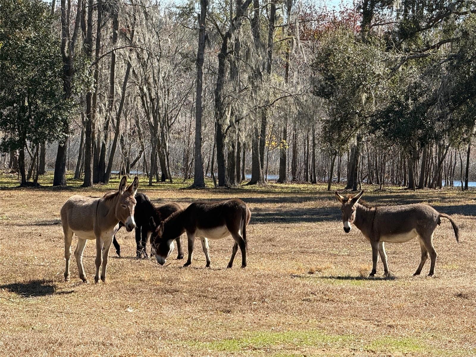 Image 4 of 9 For 37214 Hester Road