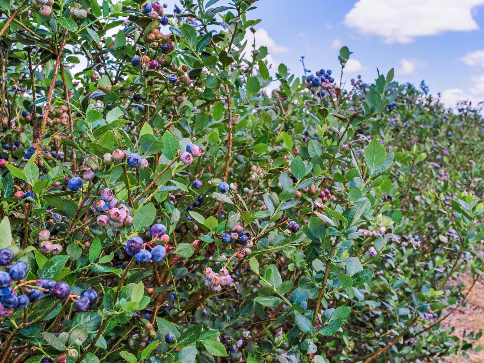 Image 41 of 76 For 3674 State Road 64