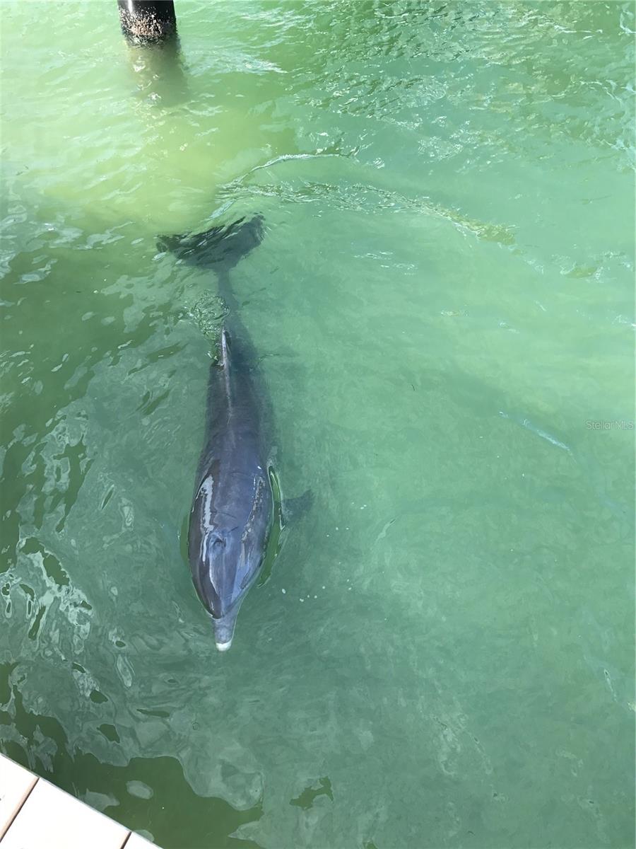 Image 38 of 46 For 1100 Pinellas Bayway S G2