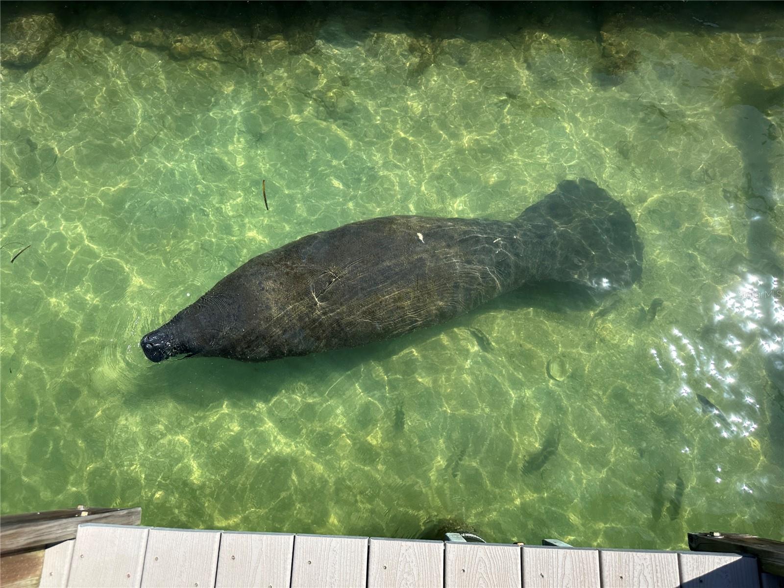 Image 40 of 46 For 1100 Pinellas Bayway S G2