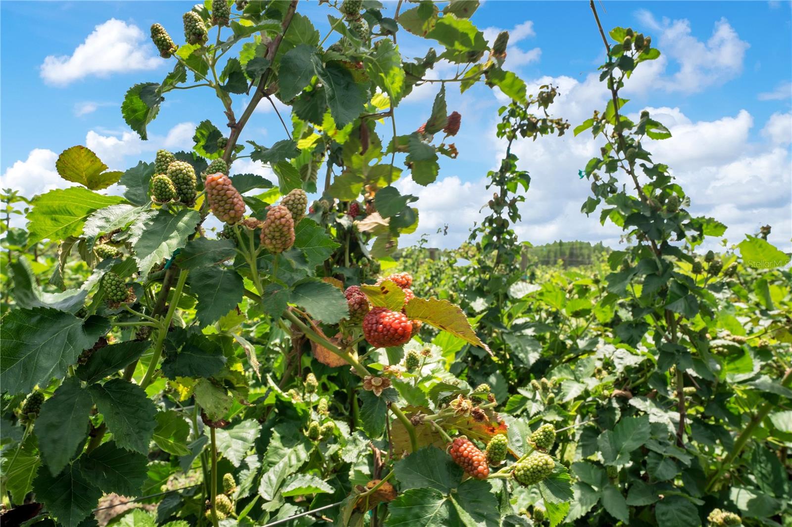 Image 36 of 42 For 3801 Herlong Street