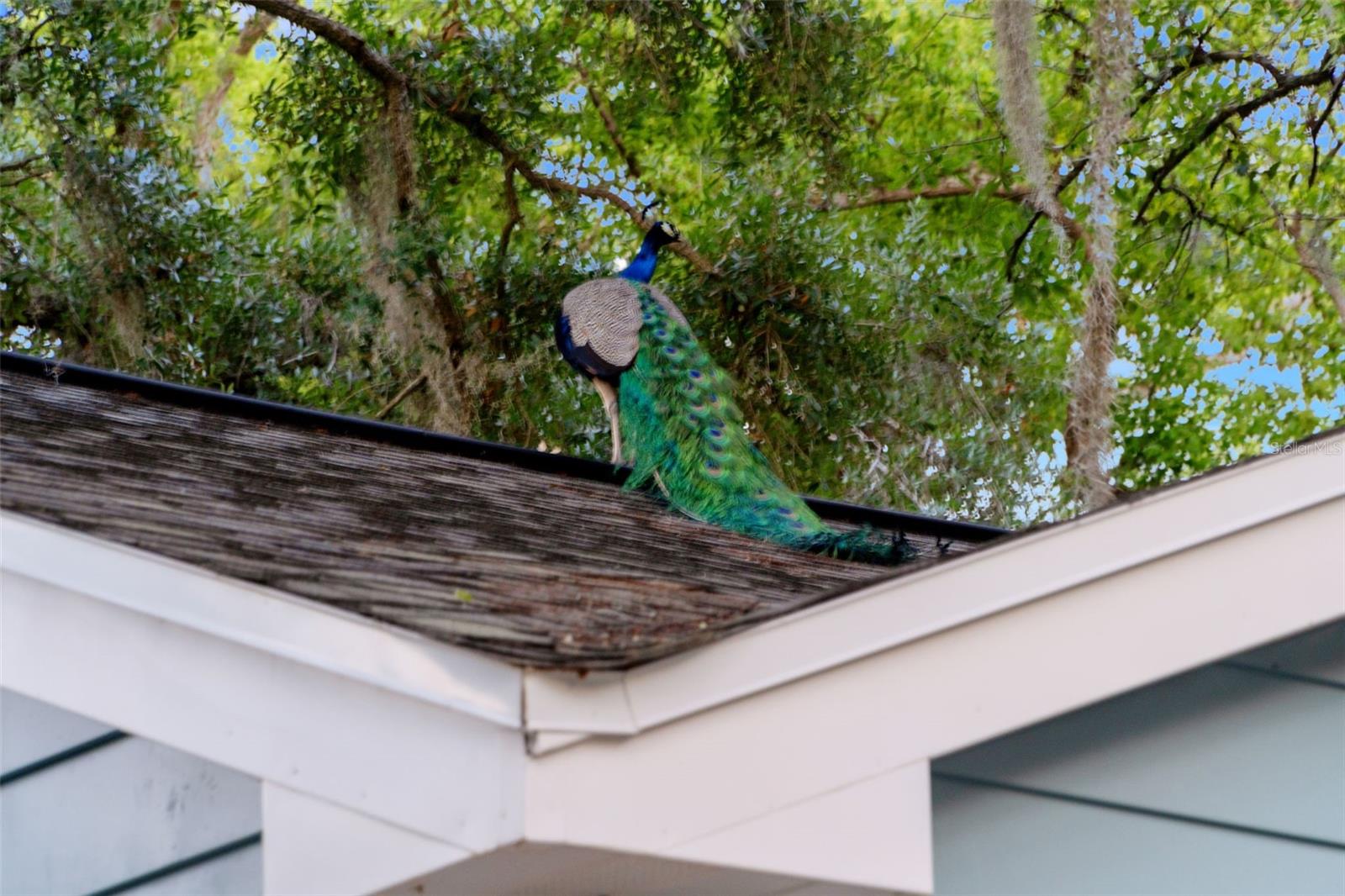 Image 66 of 67 For 1502 Park Circle