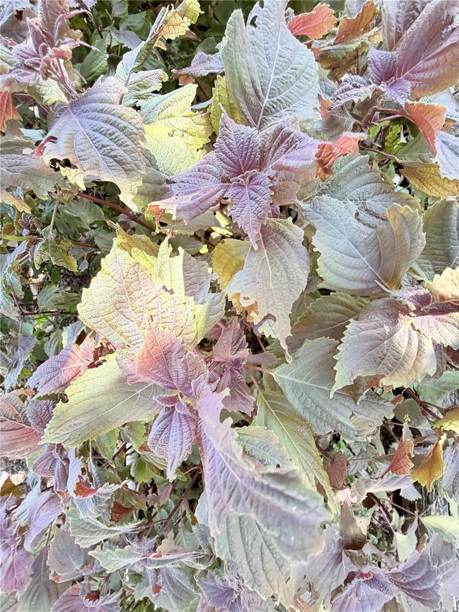 Image 10 of 45 For 1150 Oakwood Drive