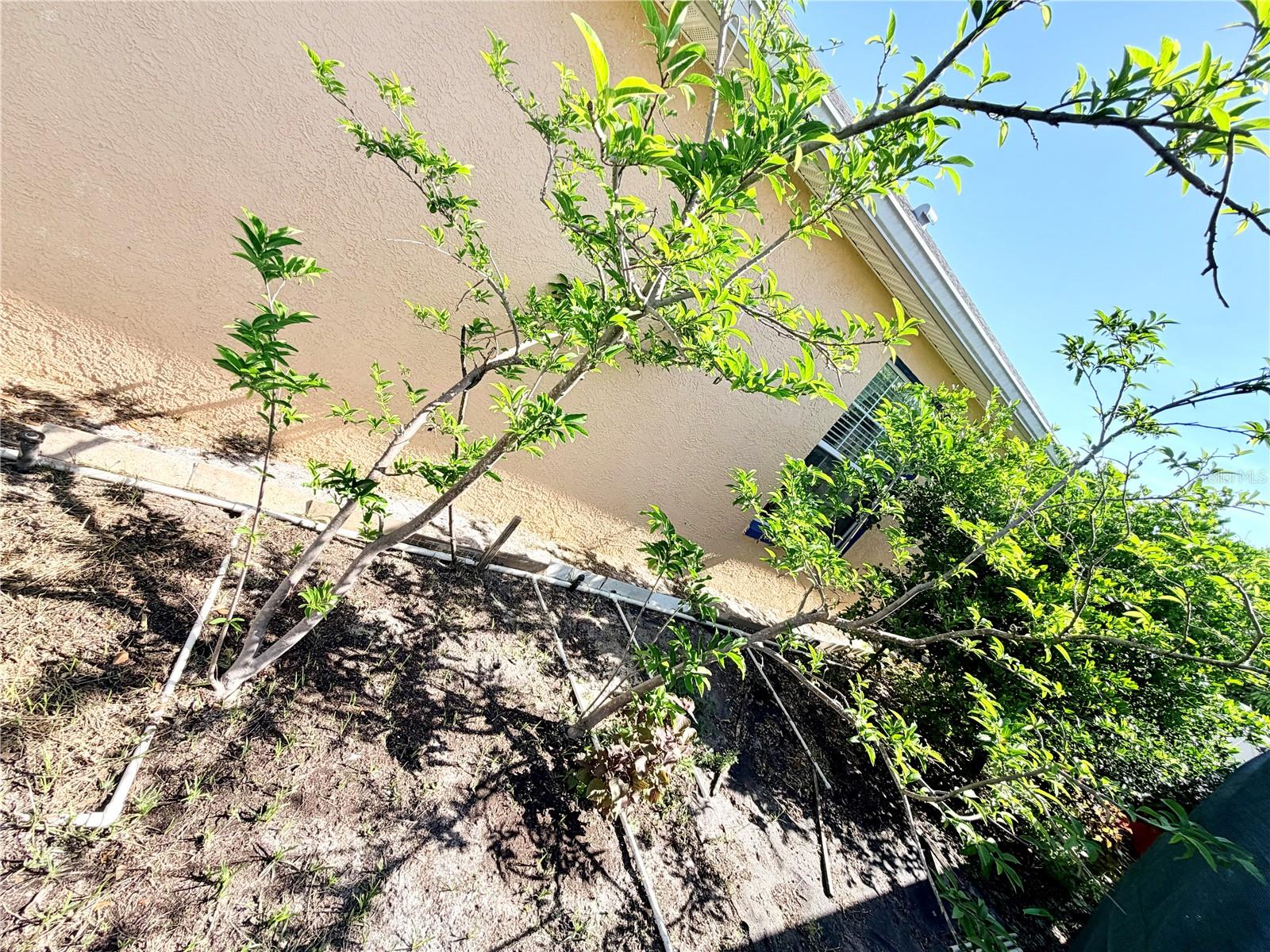 Image 41 of 45 For 1150 Oakwood Drive