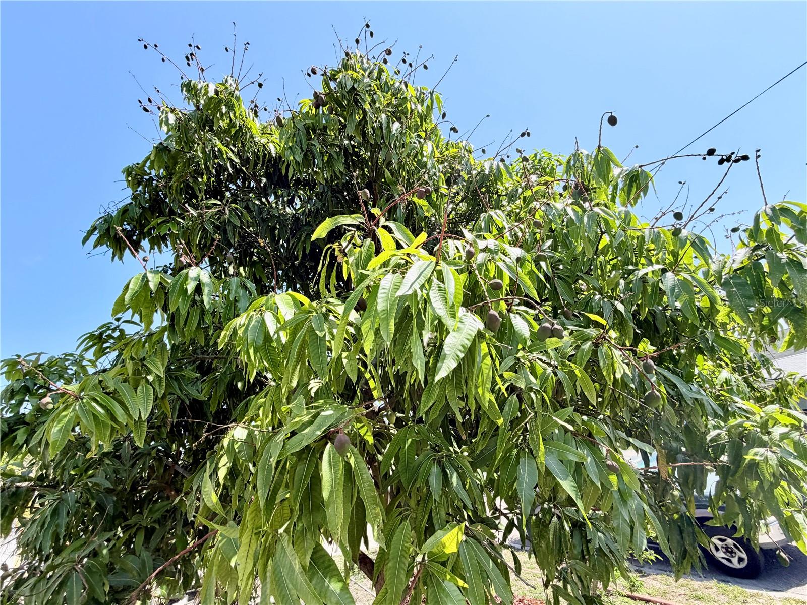 Image 6 of 45 For 1150 Oakwood Drive