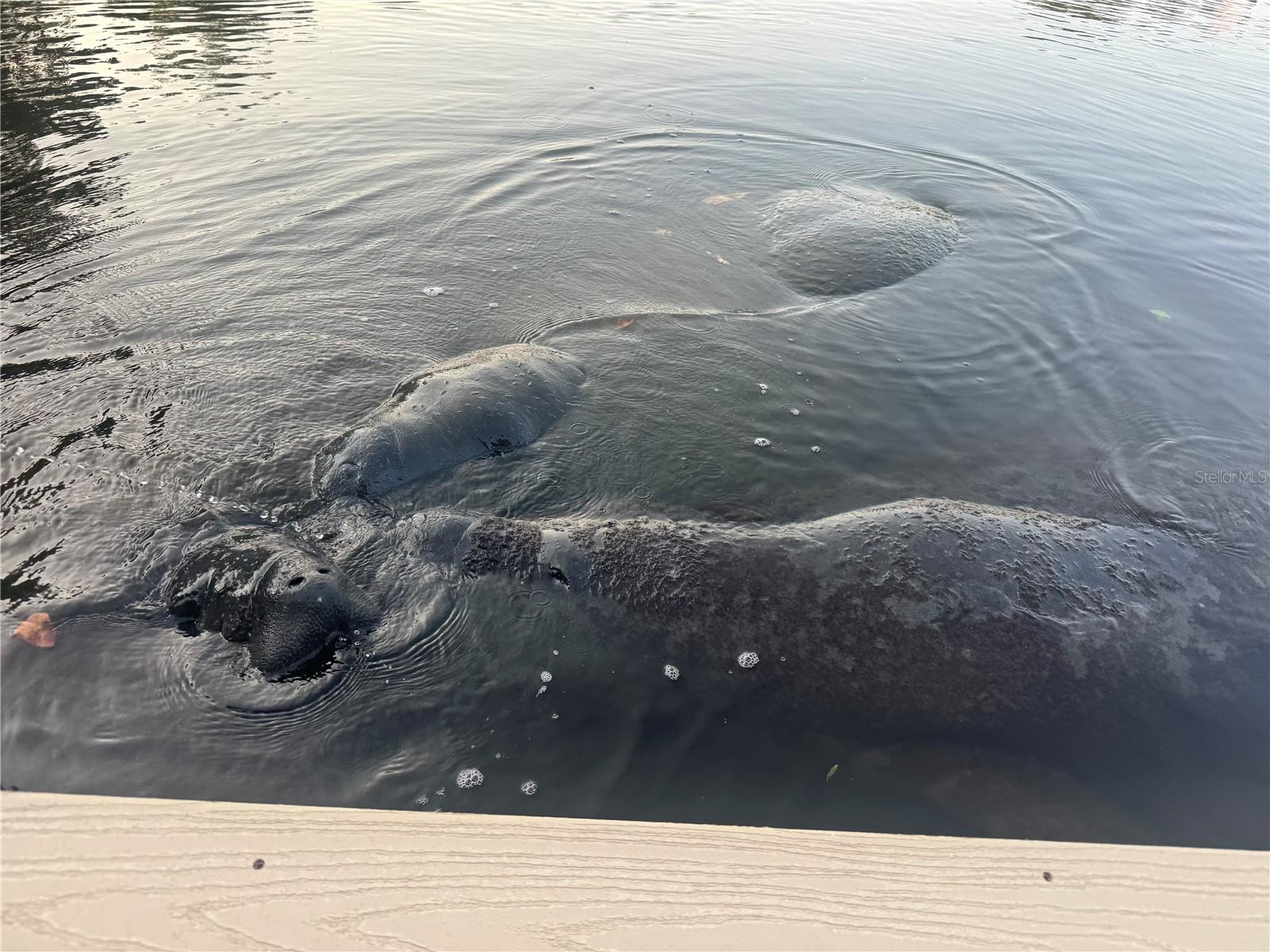 Image 11 of 42 For 265 96th Avenue N