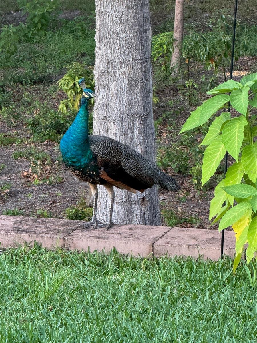 Image 44 of 46 For 19511 77th Loop