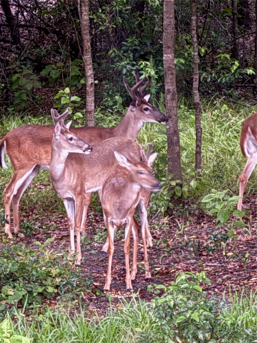 Image 45 of 46 For 19511 77th Loop