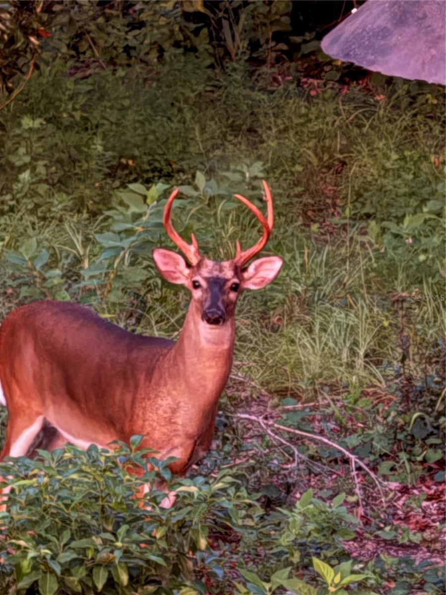 Image 46 of 46 For 19511 77th Loop