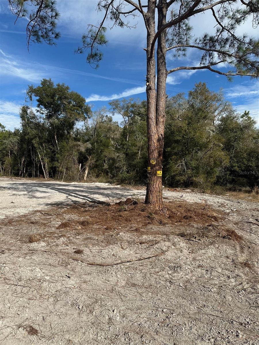 Image 2 of 5 For Berryhill Drive