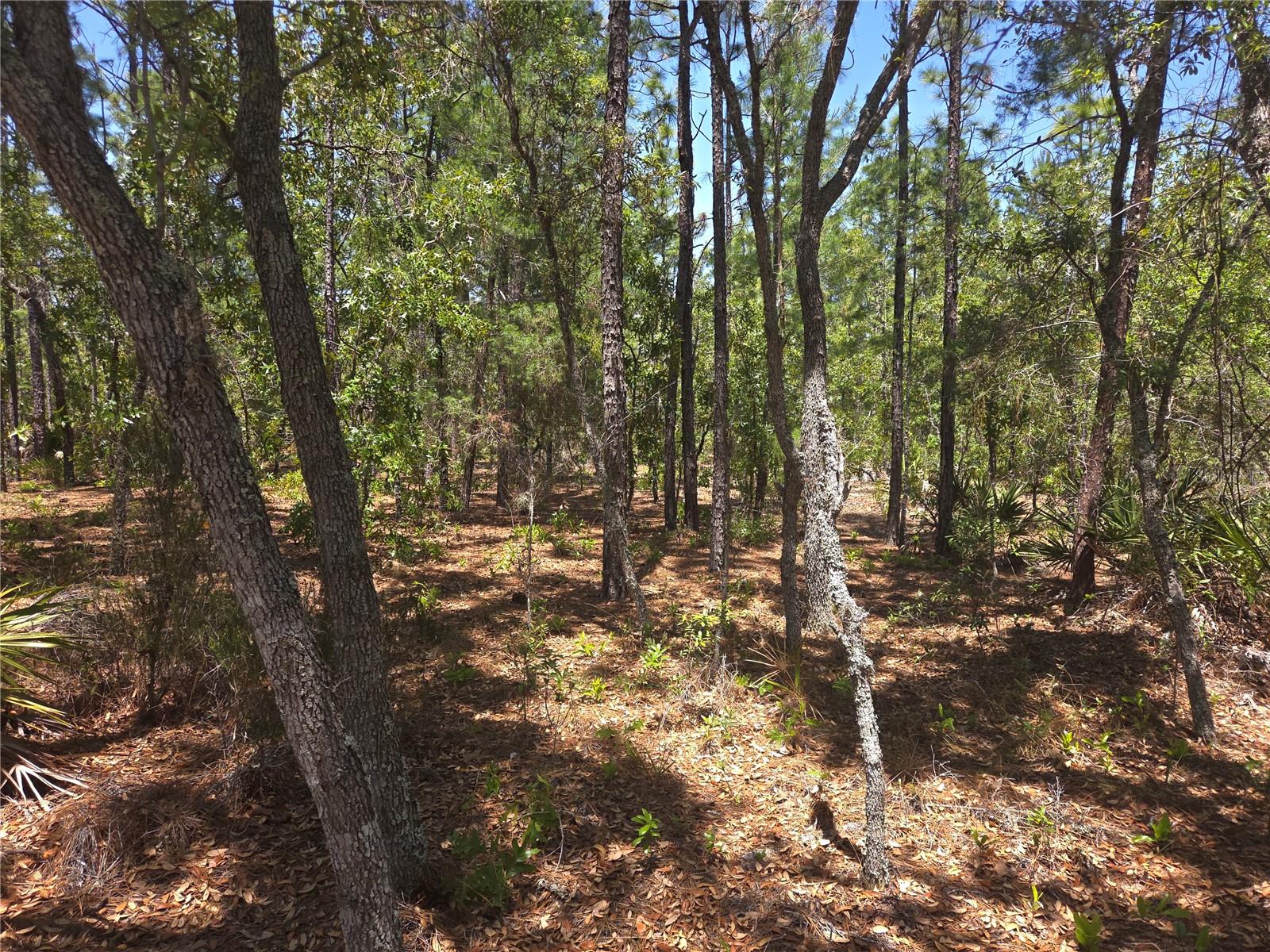 Image 3 of 13 For 4231 Bonanza Drive