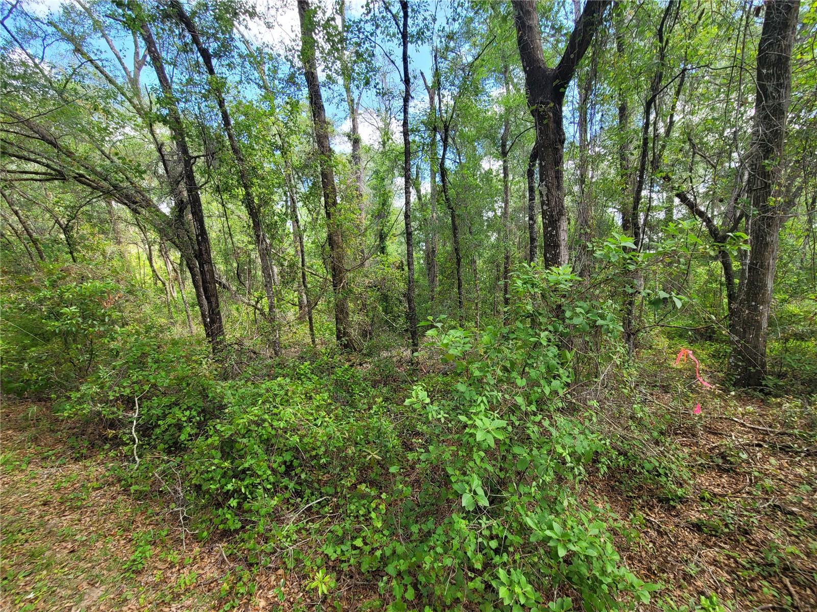 Details for 910 Ferncreek Avenue, INVERNESS, FL 34453