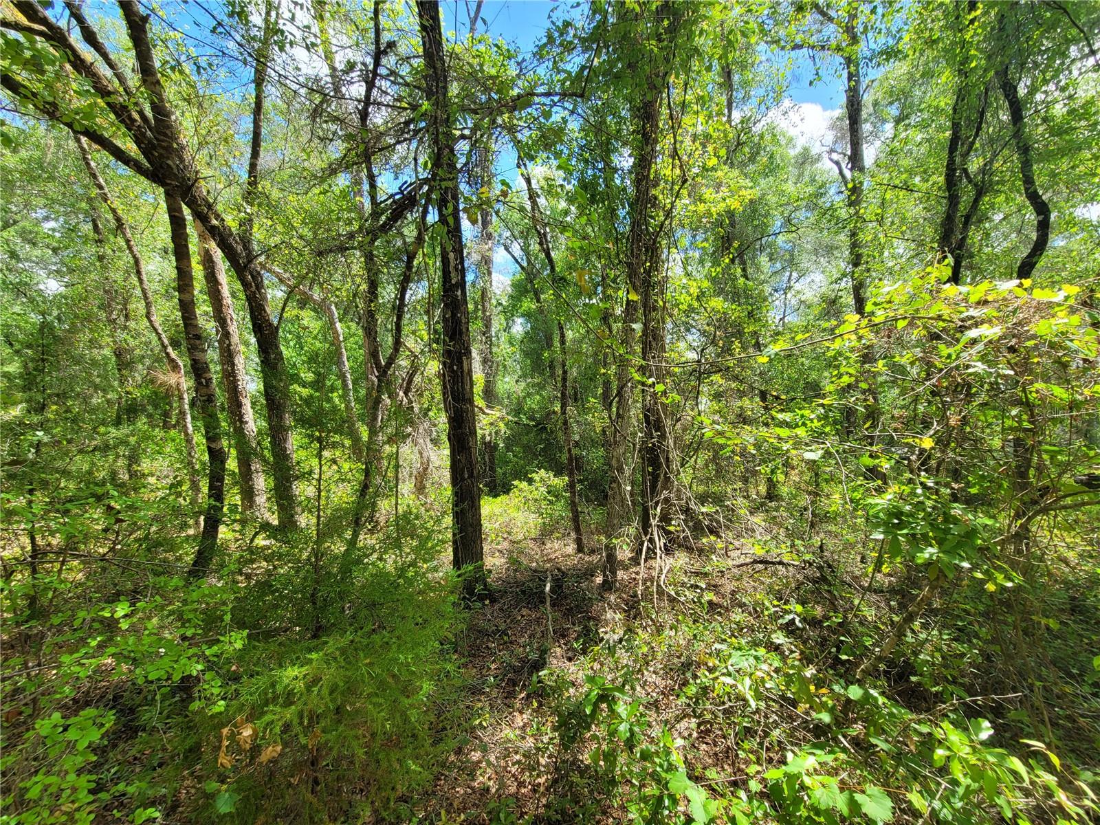 Image 2 of 5 For 910 Ferncreek Avenue