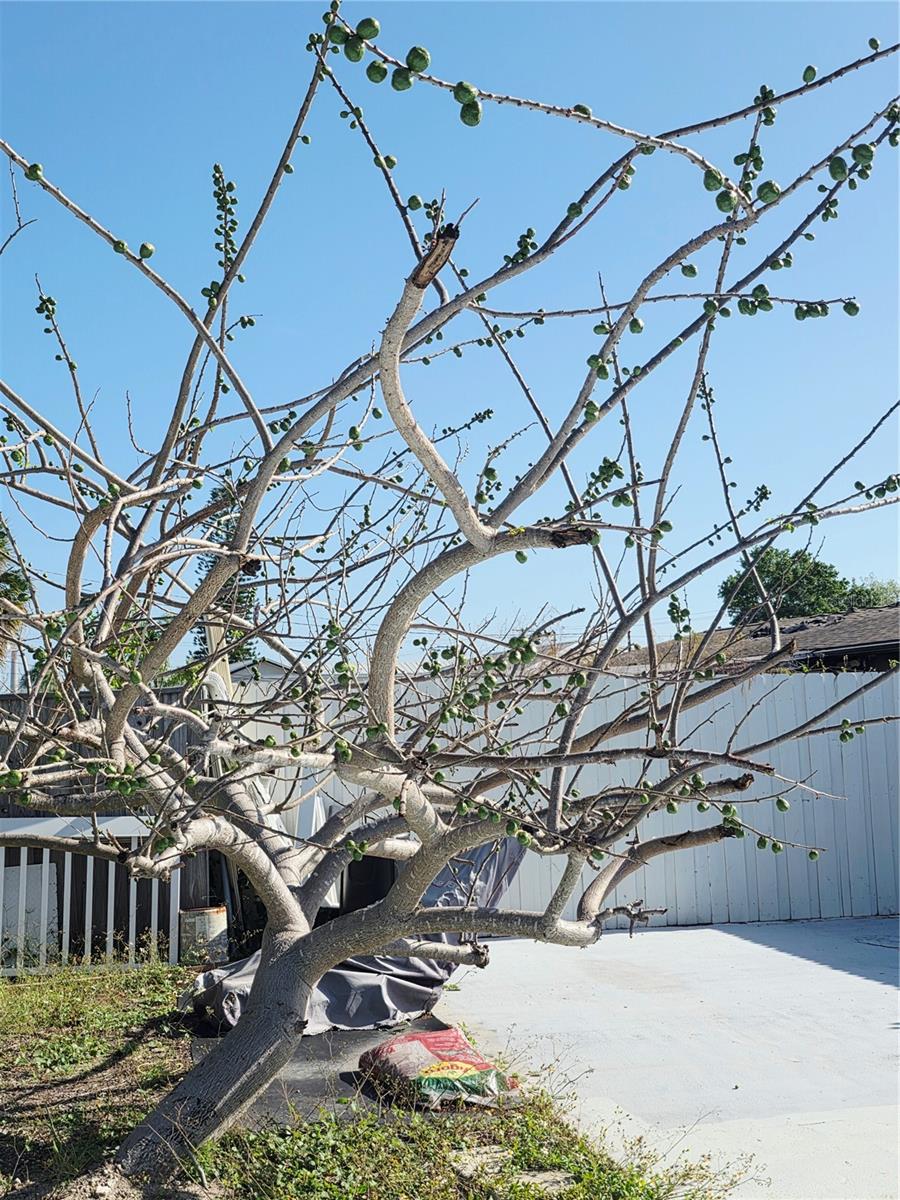 Listing photo id 33 for 6316 Fairway Boulevard