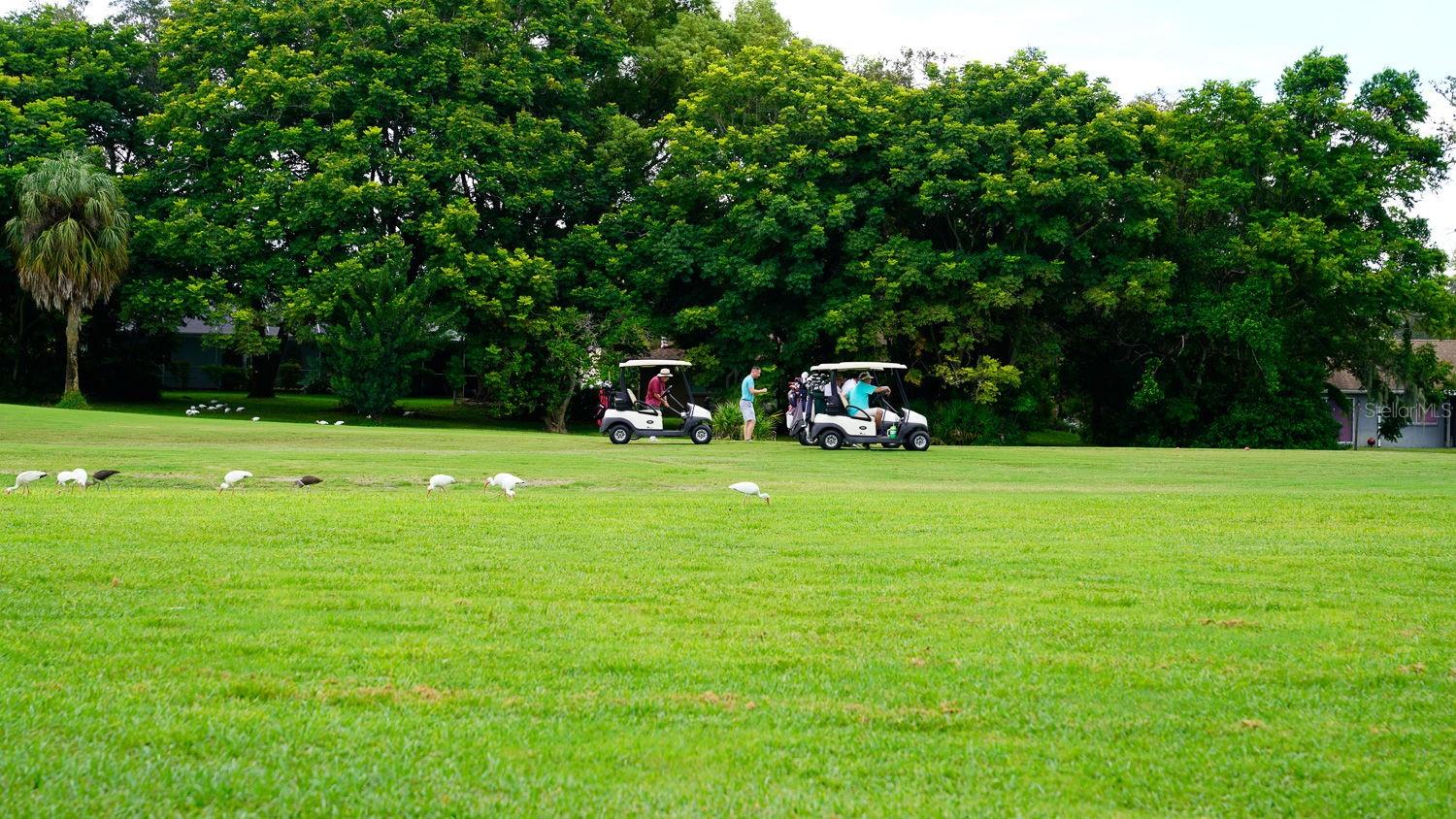 Image 79 of 83 For 8141 Golf Club Court