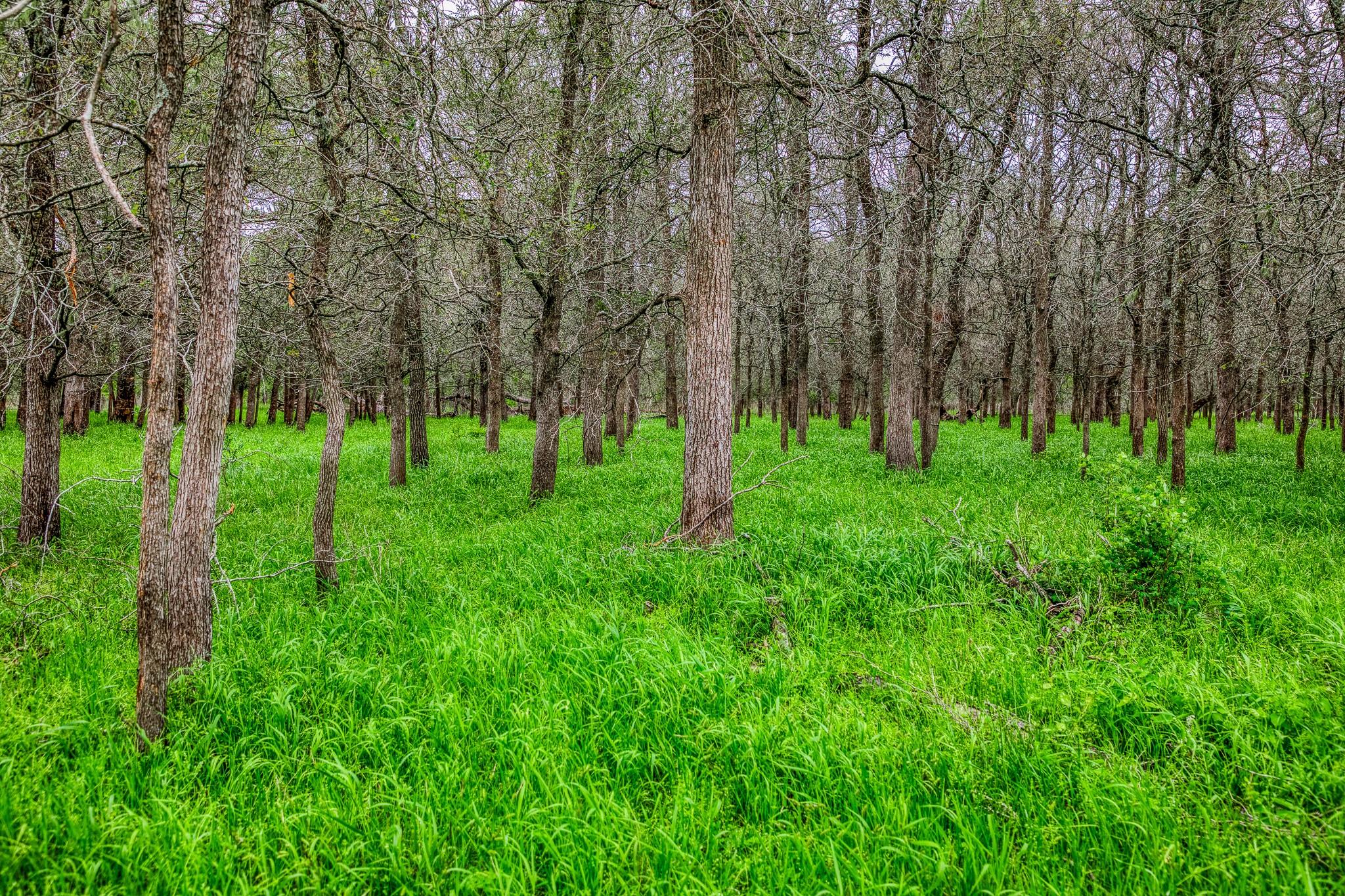 Image 8 of 39 For Tbd (349.84 Acres) County Road 125