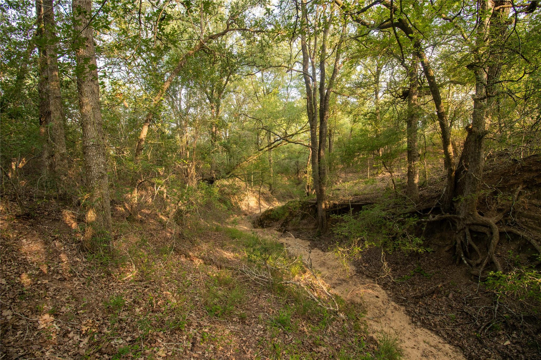 Details for 438 Firefly Field Ln, Seguin, TX 78155