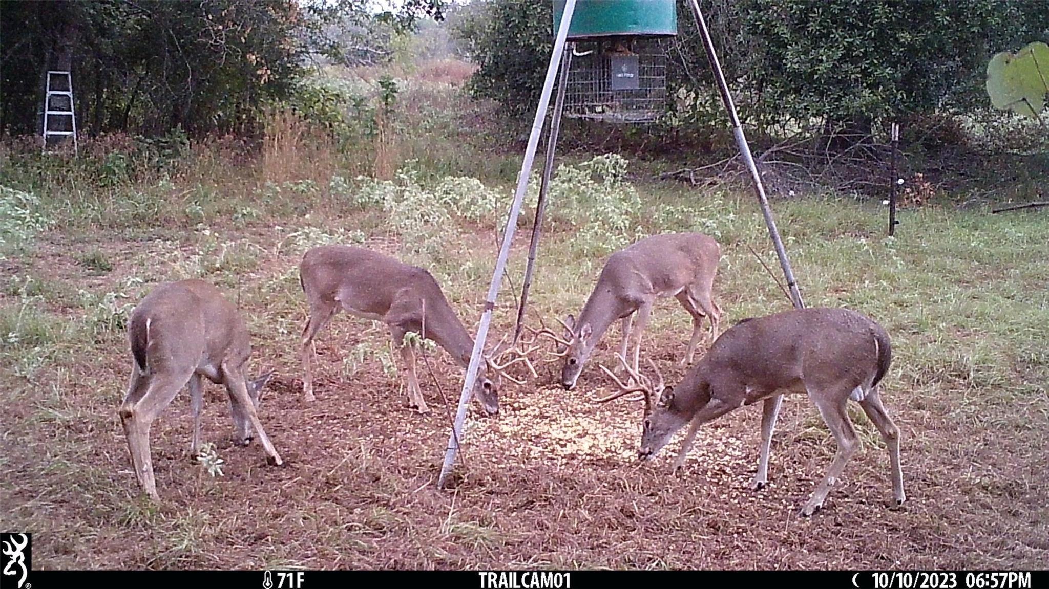 Image 29 of 36 For 1010 County Road 490