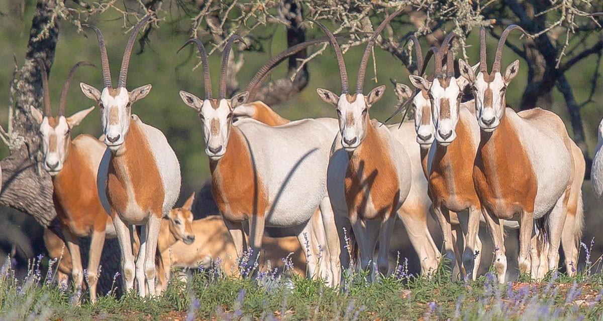 Details for 205 Flat Rock Way, Johnson City, TX 78636