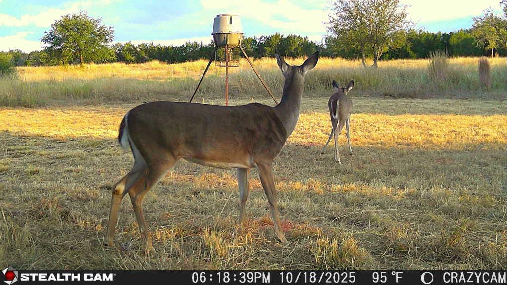 Image 27 of 28 For 23651 Wolfridge Rd