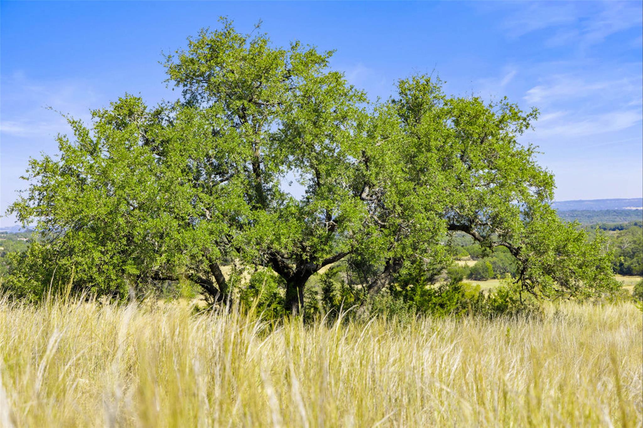 Image 19 of 40 For 1655 Walnut Springs Rd