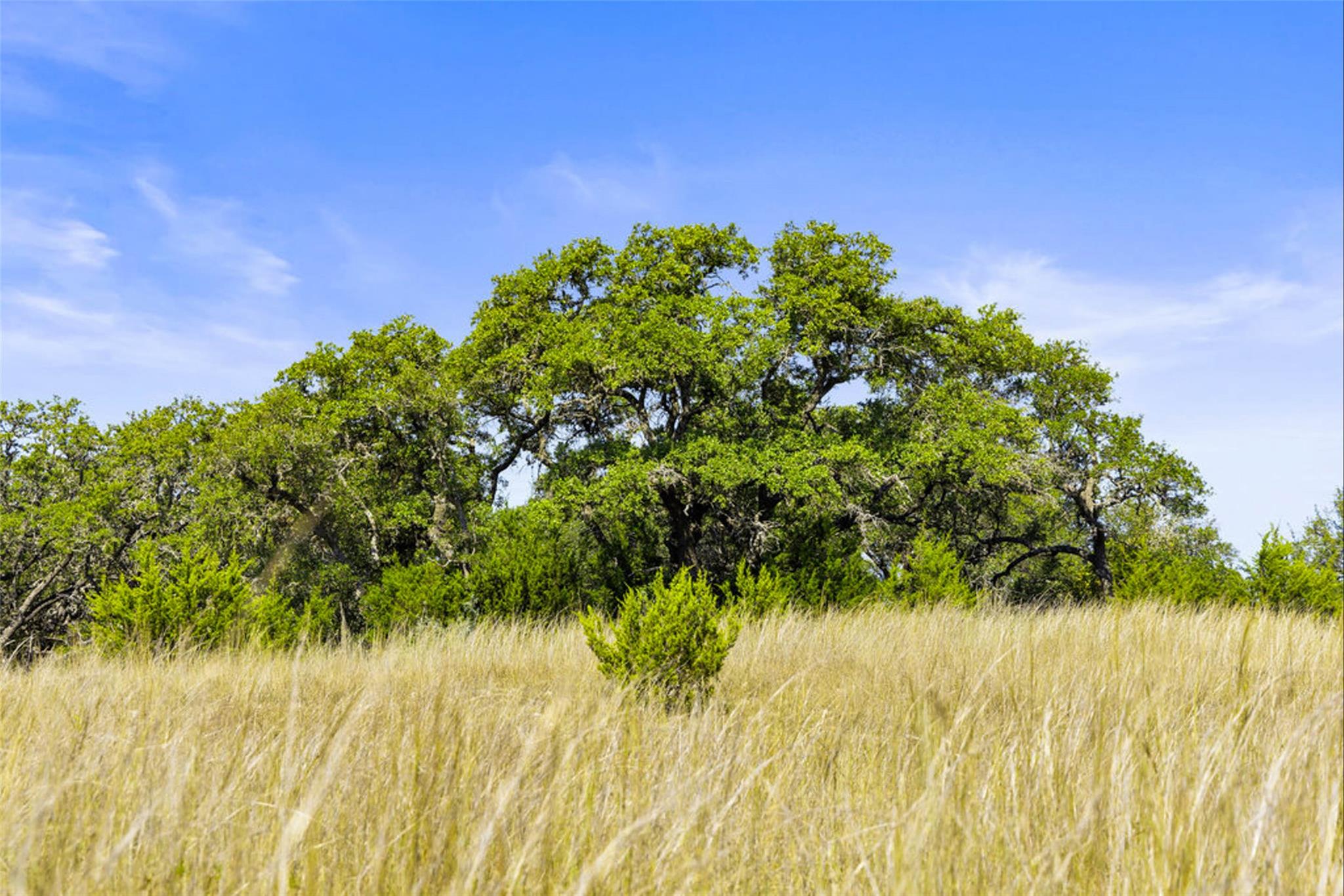 Image 21 of 40 For 1655 Walnut Springs Rd