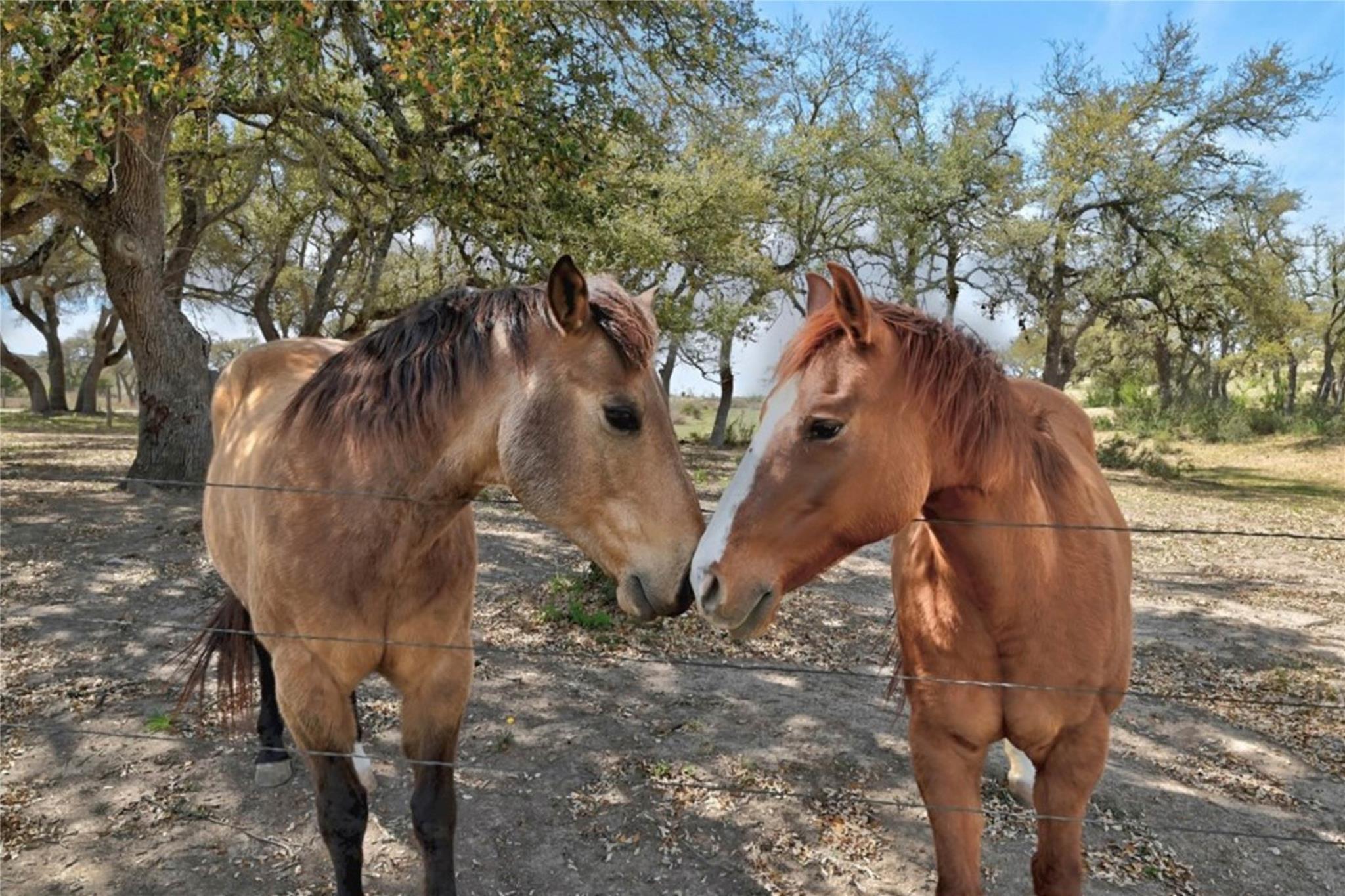 Image 26 of 40 For 1655 Walnut Springs Rd