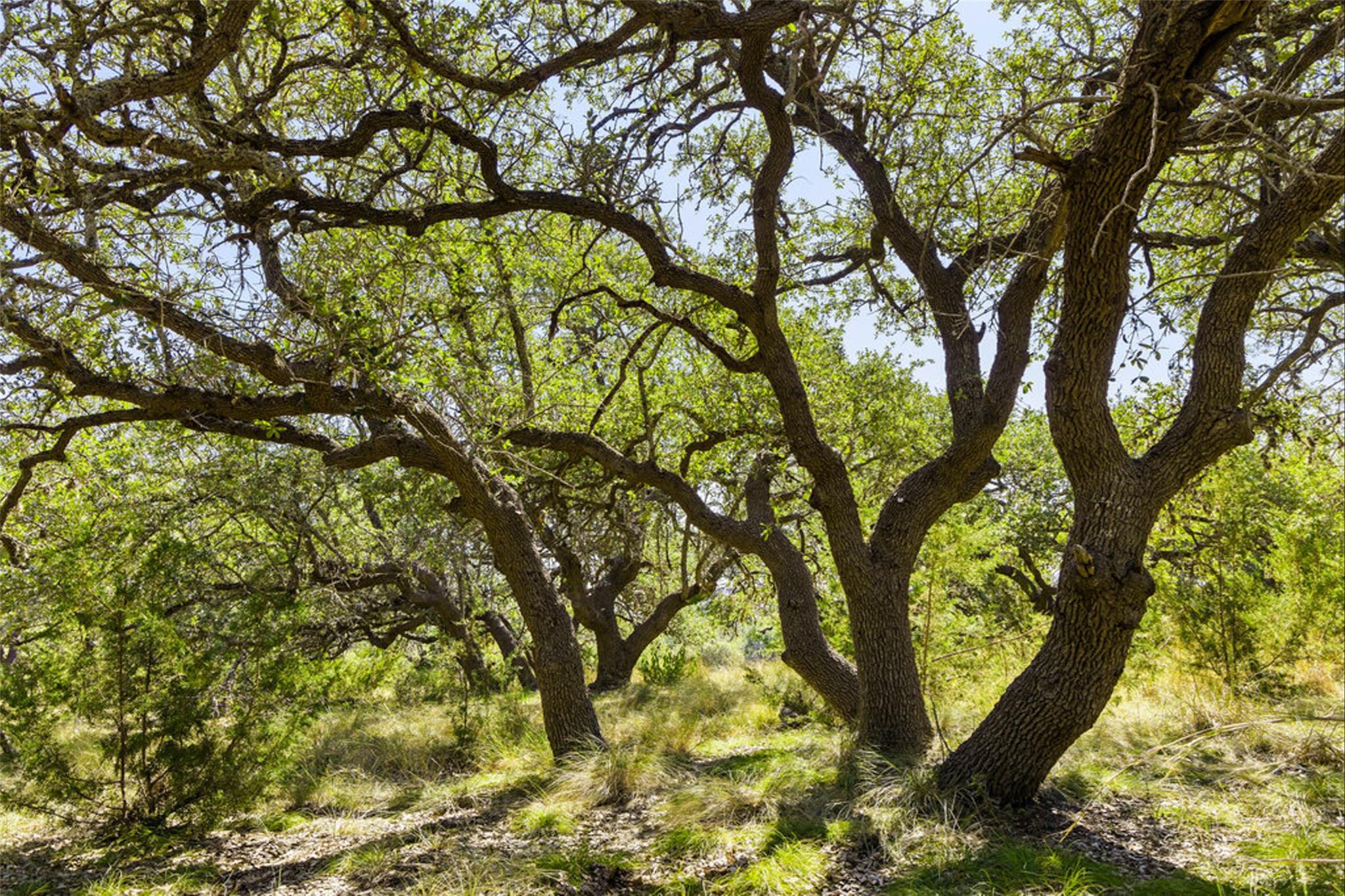 Image 33 of 40 For 1655 Walnut Springs Rd