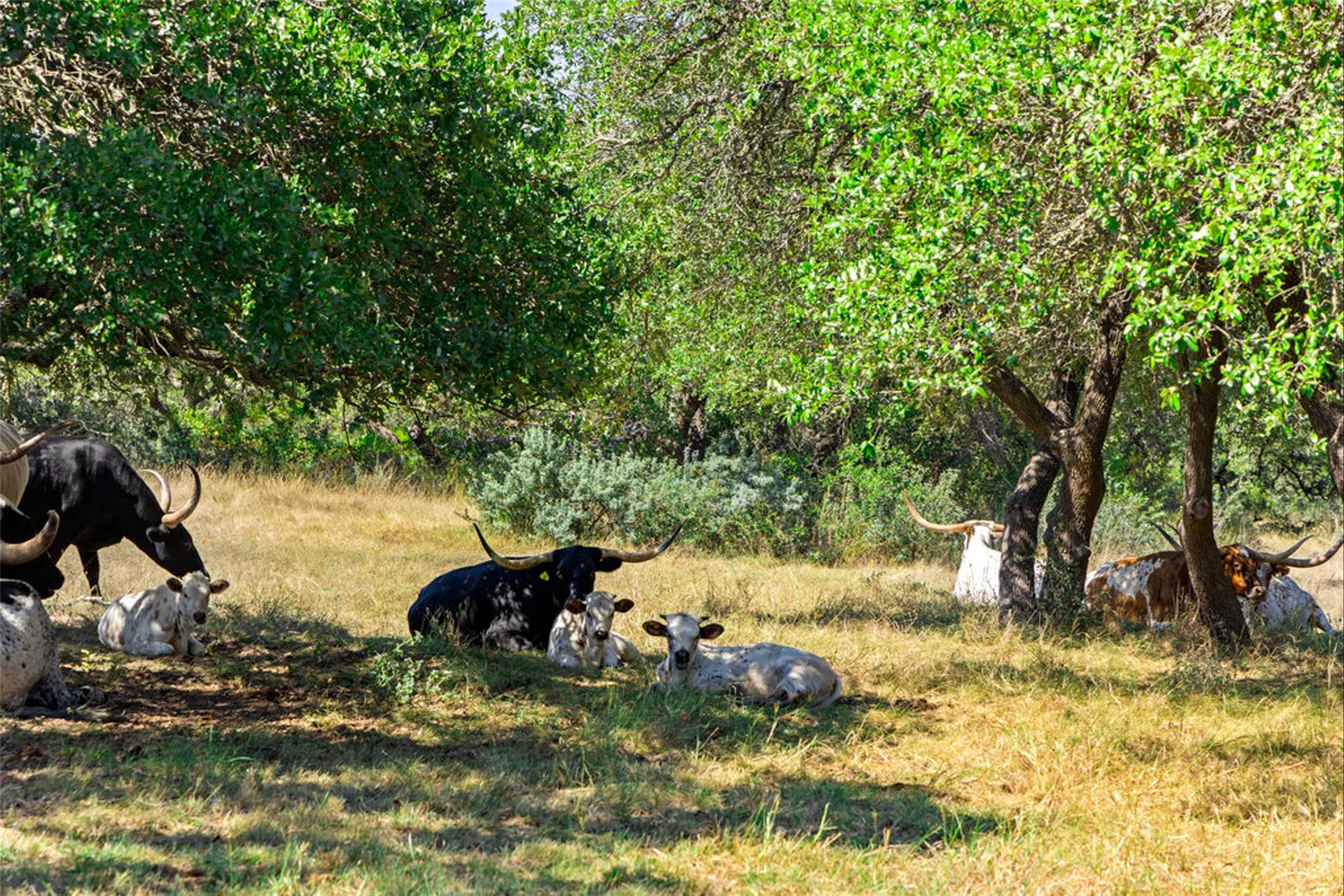 Image 39 of 40 For 1655 Walnut Springs Rd