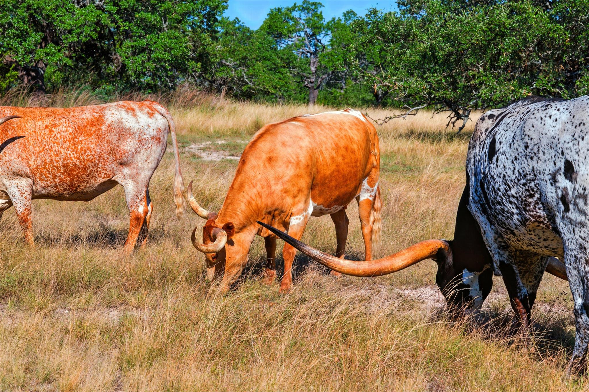 Image 40 of 40 For 753 Sunset Dr