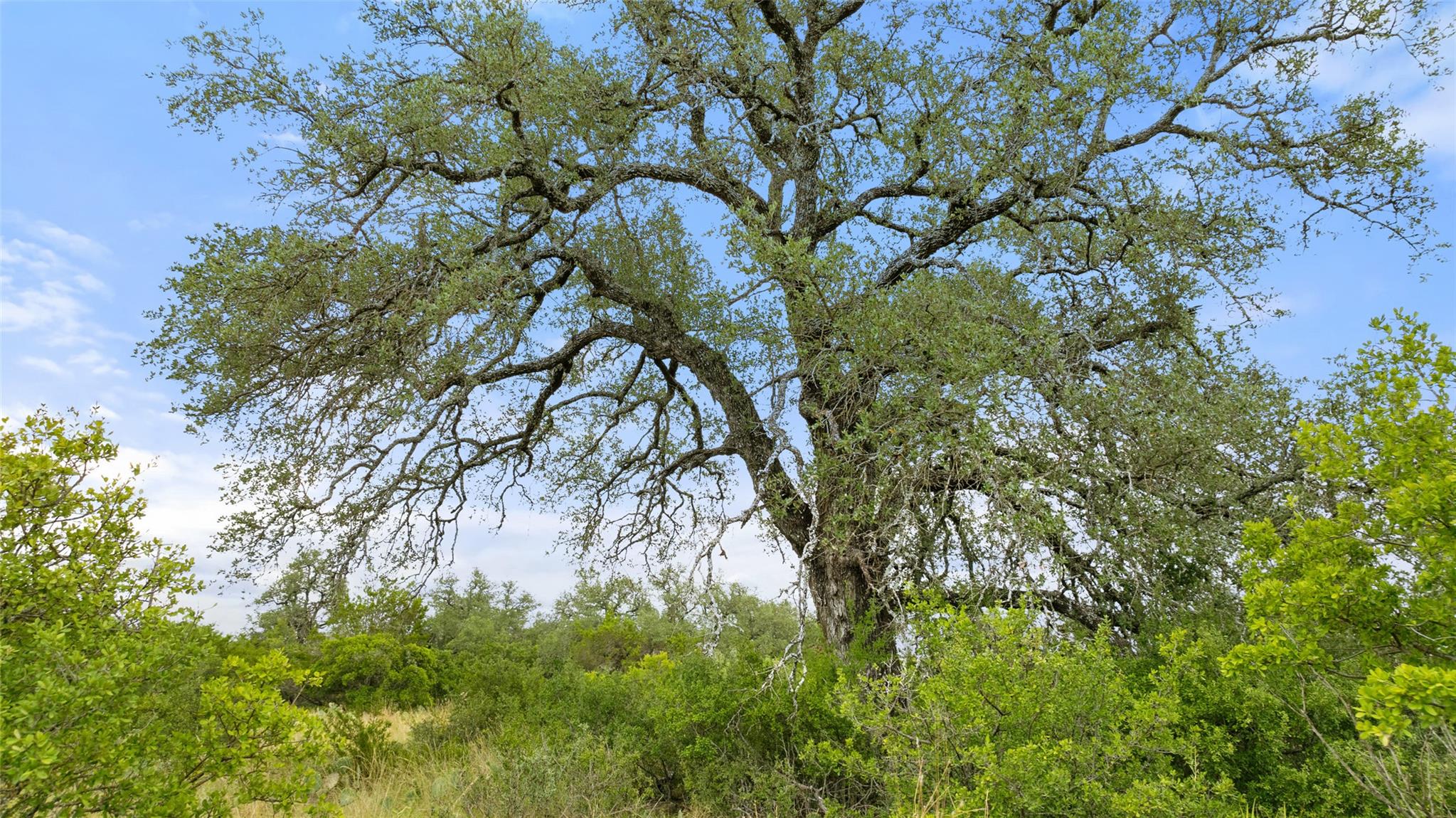 Image 7 of 30 For Lot 37 Vista Ridge Dr