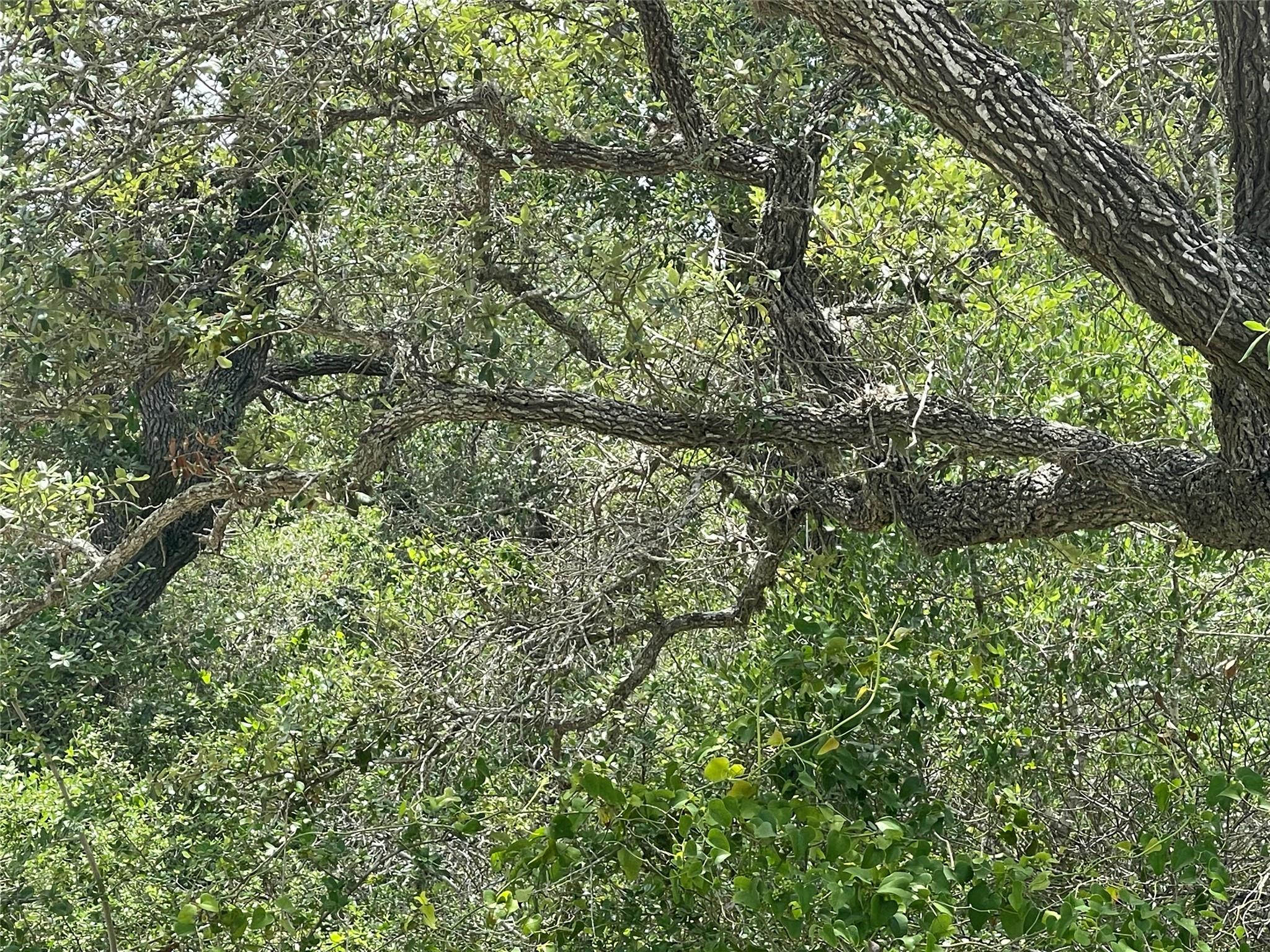 Image 9 of 11 For 342 Whispering Woods Dr