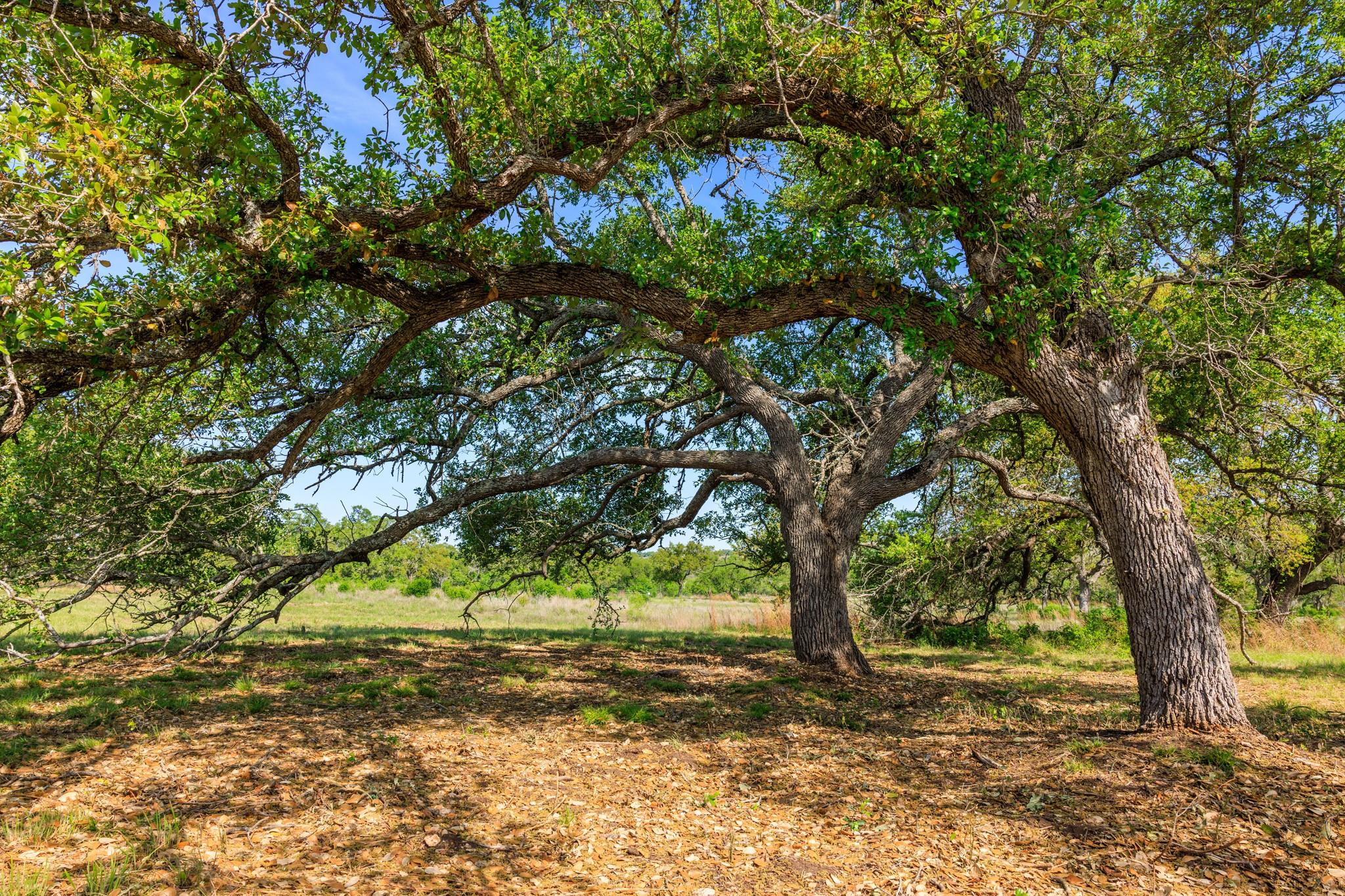 Image 32 of 40 For Lot 2 Byrd Ranch Rd