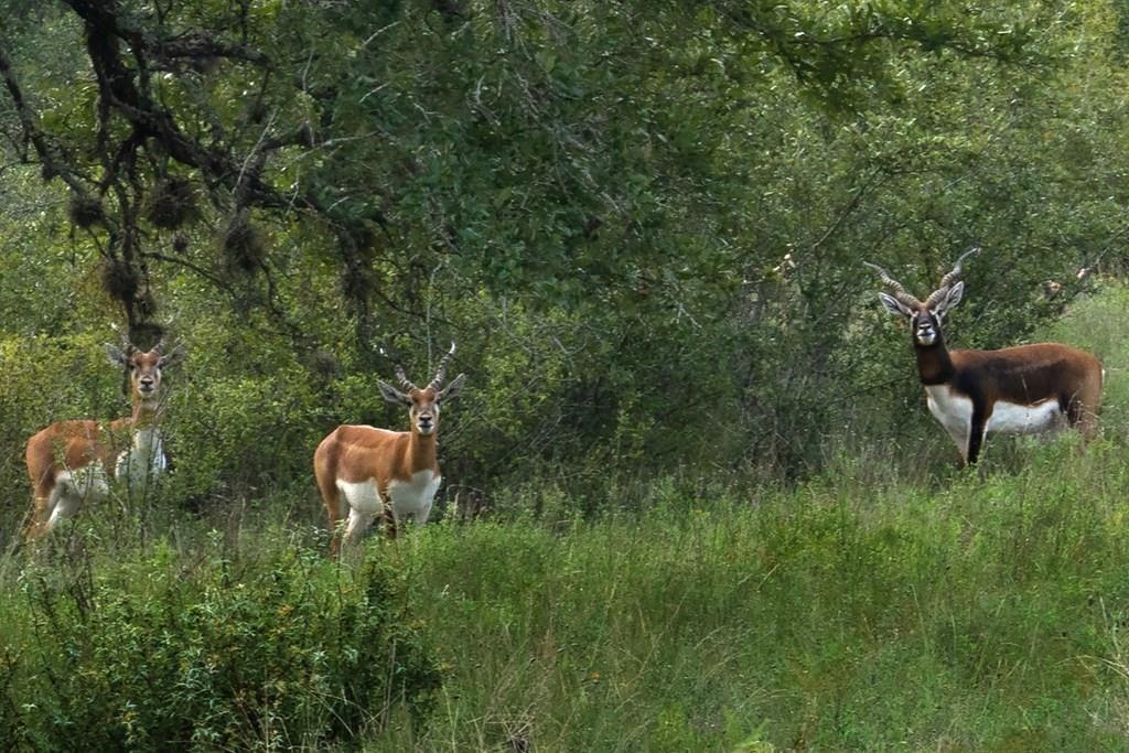 Image 5 of 22 For 428 Summit Spring Ln