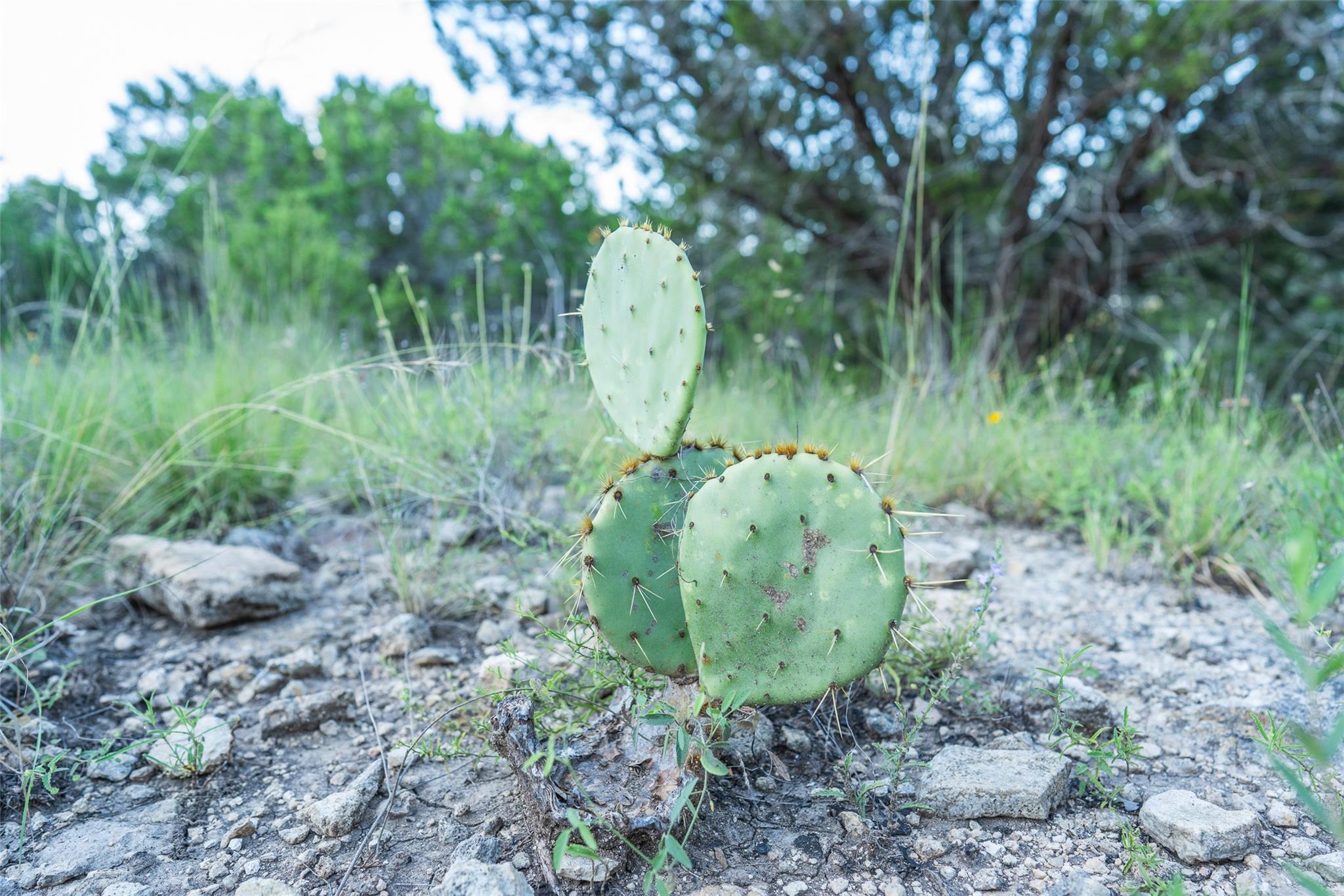 Image 9 of 30 For Tbd Crabapple Rd
