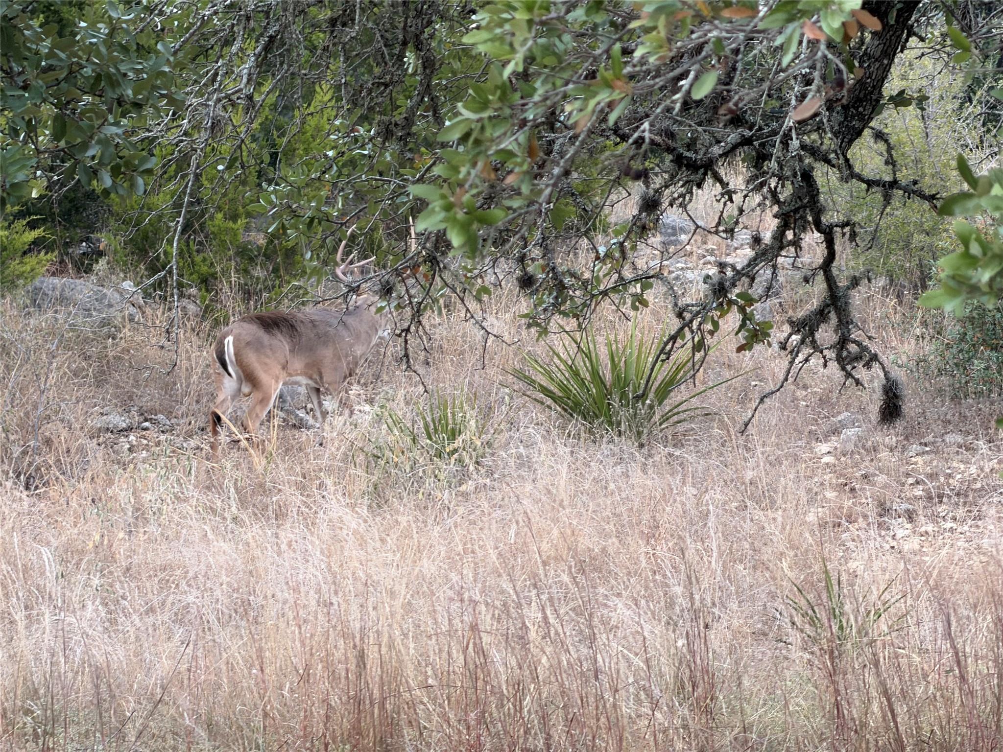 Image 15 of 16 For 1232 Kings Cove Dr