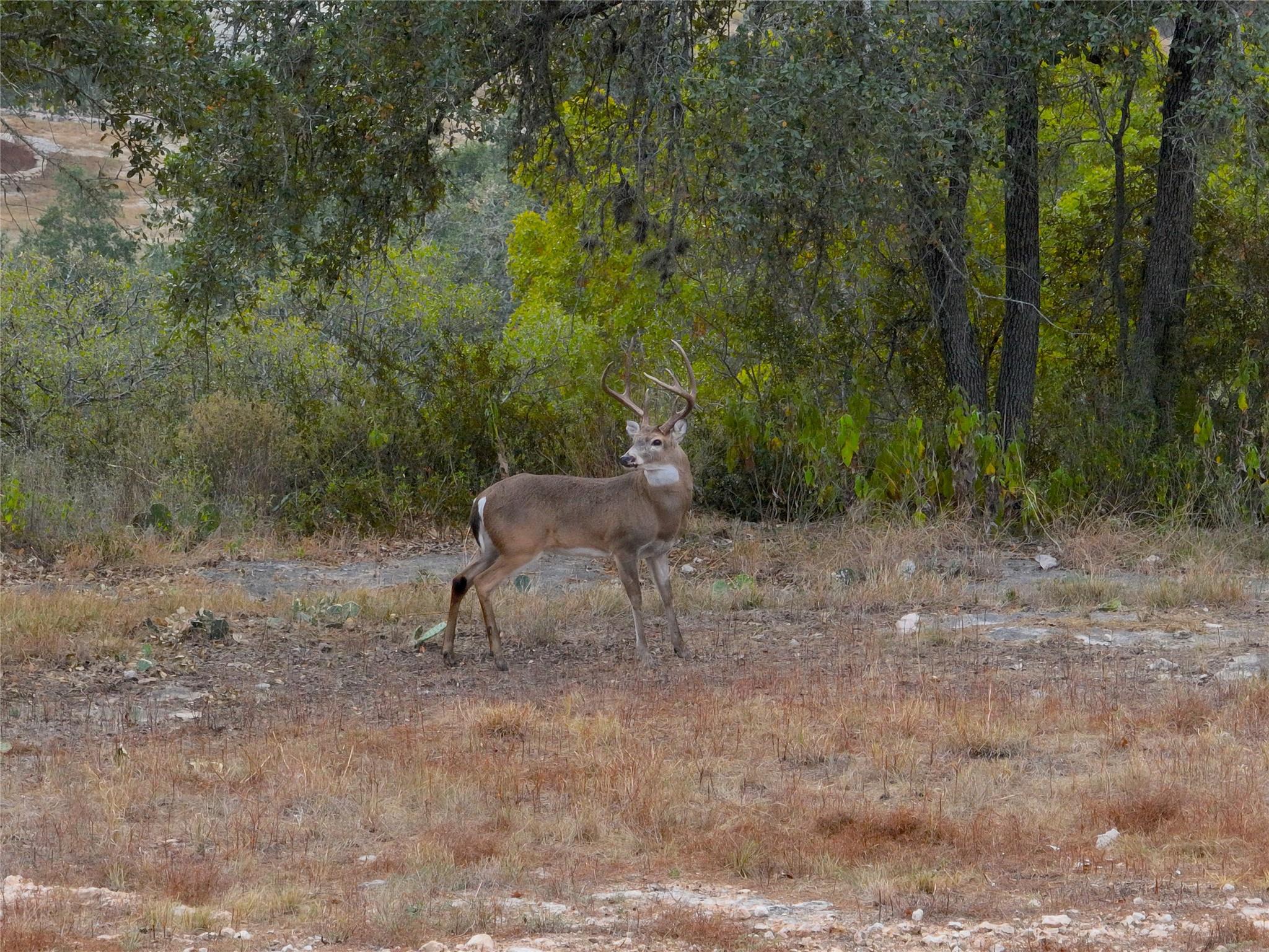 Image 7 of 16 For 1232 Kings Cove Dr