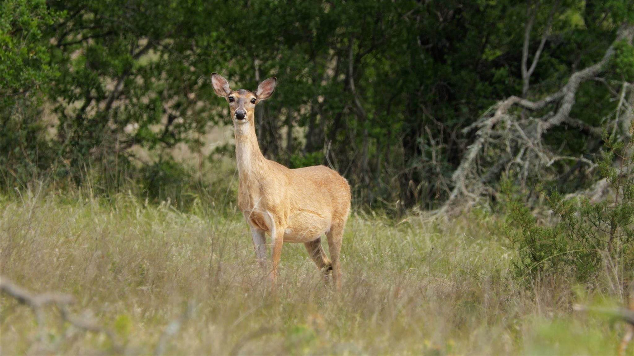 Image 36 of 39 For 892 Baird Ranch Rd