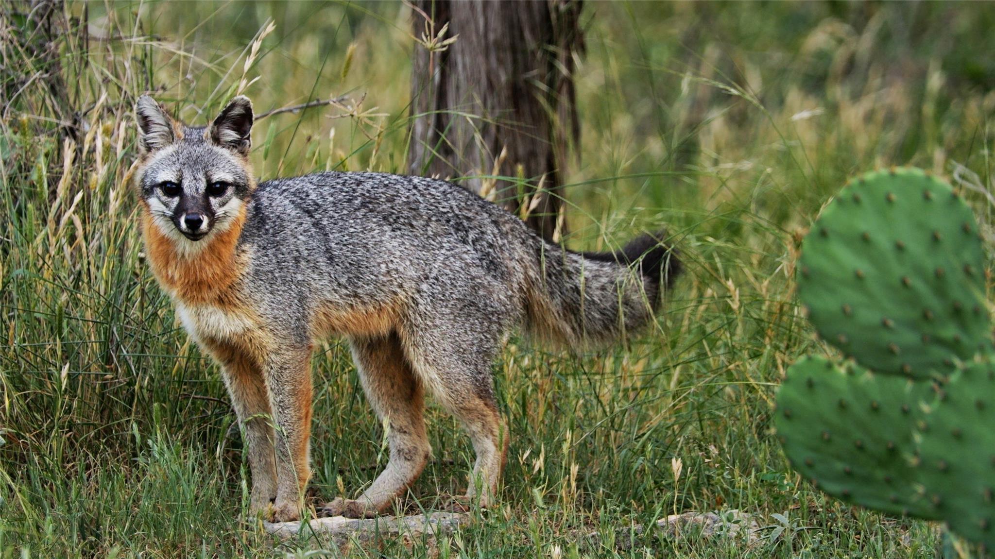 Image 37 of 39 For 892 Baird Ranch Rd