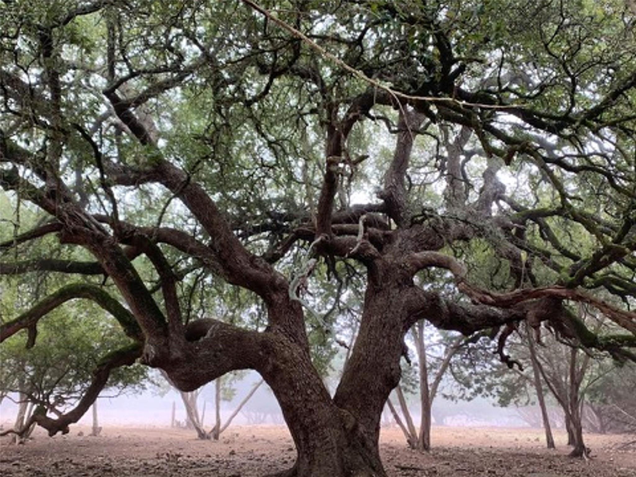 Image 39 of 40 For 5818 Ranch Road 165