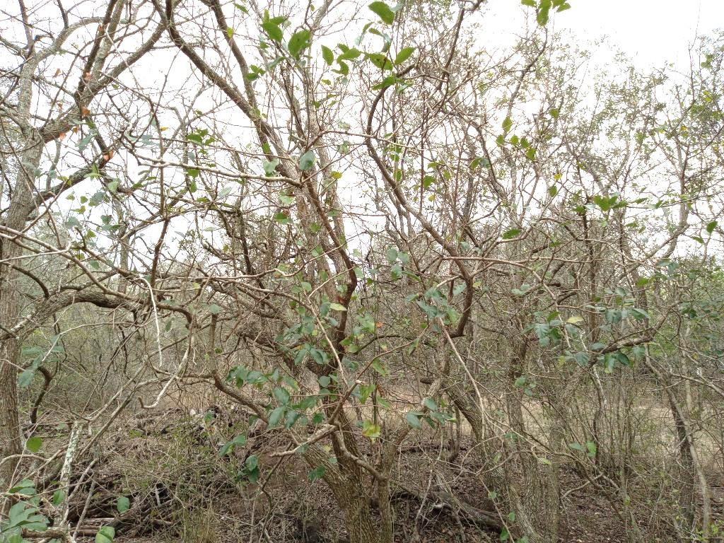 Image 24 of 24 For 251 Lefty Lane Ln