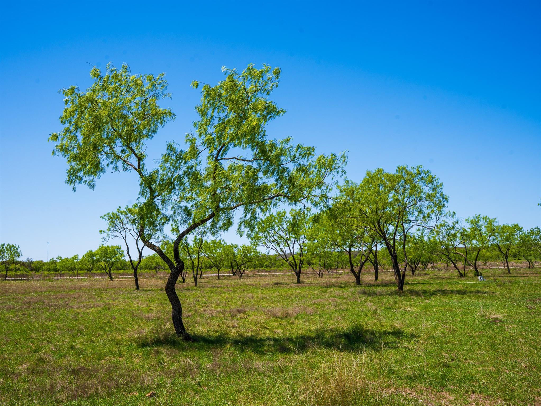 Image 13 of 19 For 0 Springwood Ranch