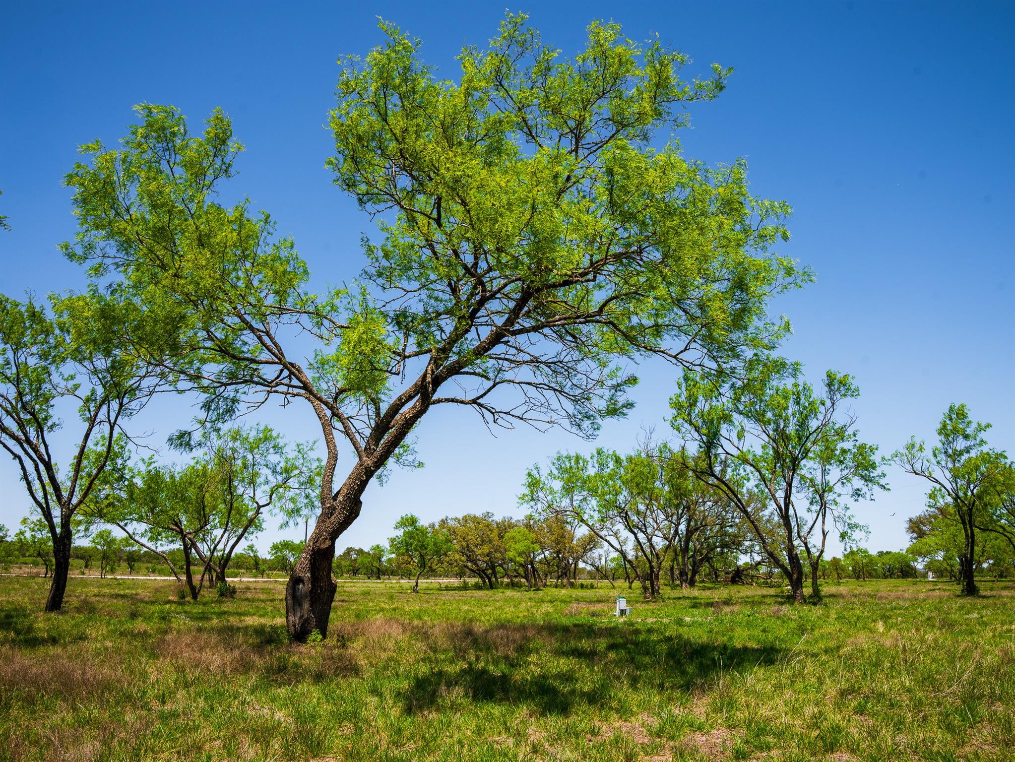 Image 16 of 19 For 0 Springwood Ranch