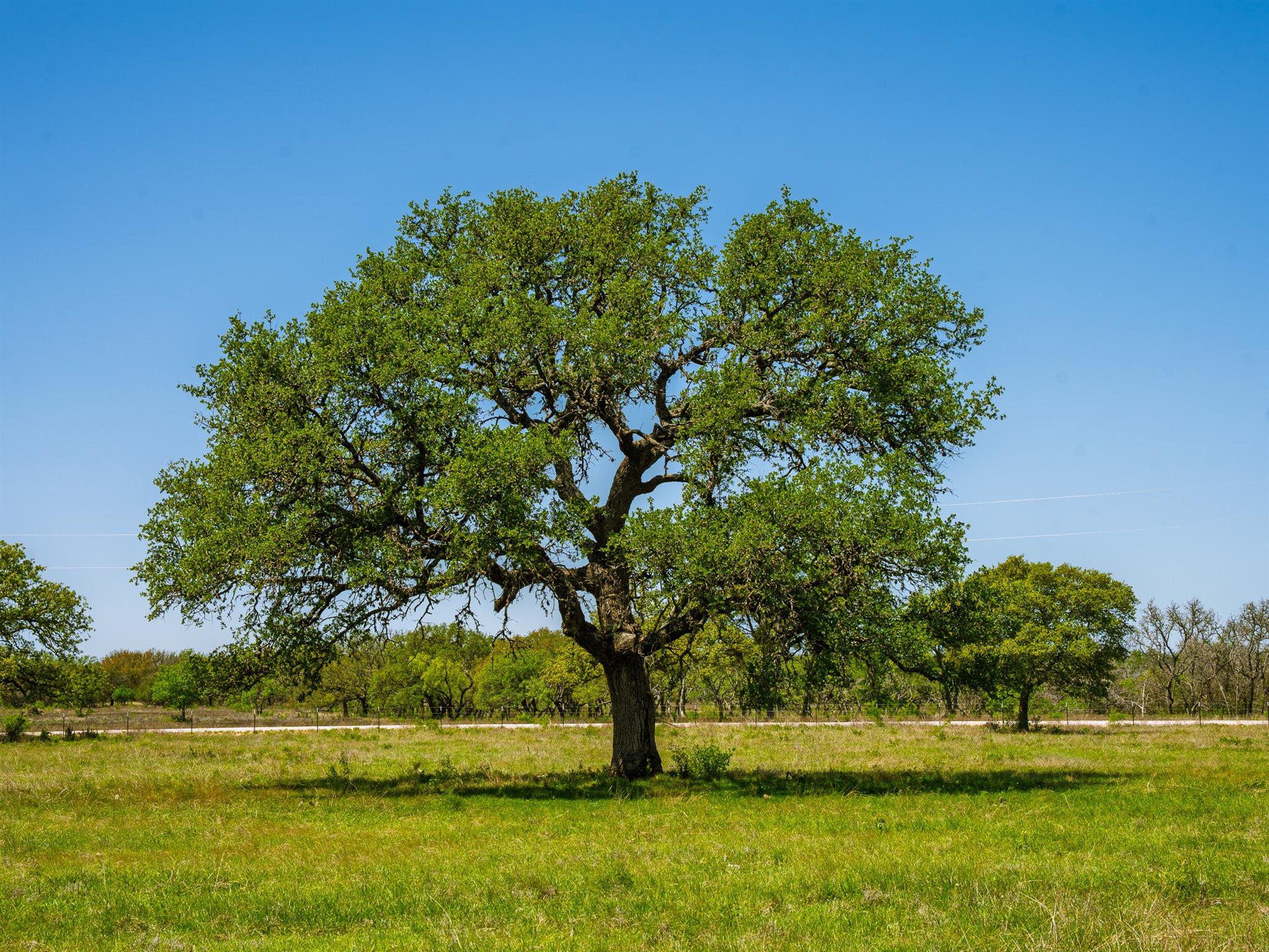 Image 19 of 19 For 0 Springwood Ranch